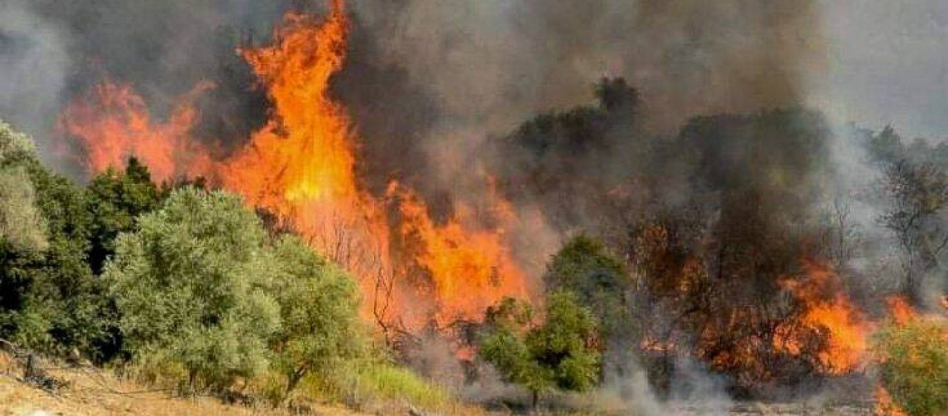 Εύβοια: Φωτιά σε δασική έκταση στο Μίστρο του Δήμου Διρφύων Μεσσαπίων (φώτο)