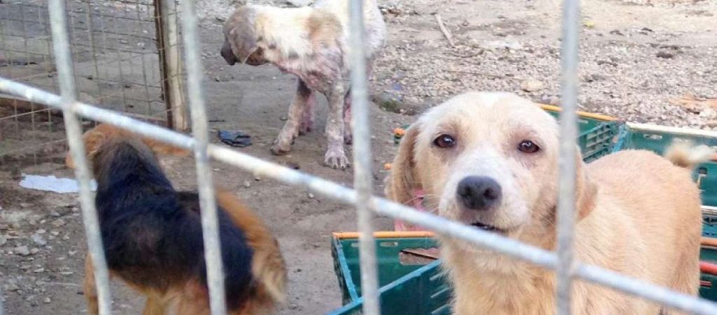 Σπάρτη: Άθλιες εικόνες από το δημοτικό κυνοκομείο – Νηστικά, διψασμένα και βρώμικα σκυλιά αργοπεθαίνουν