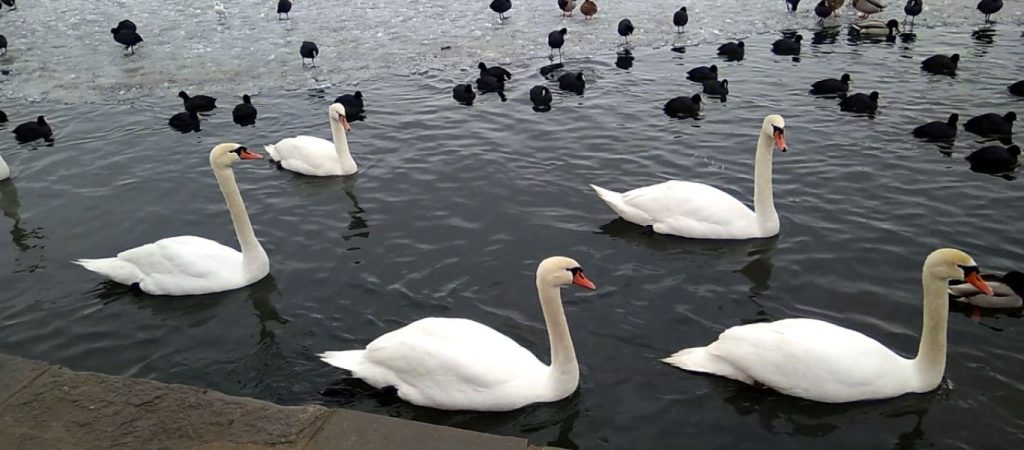 Καστοριά: Το θλιβερό τέλος στην ιστορία αγάπης των δύο κύκνων – Ο αρσενικός θρηνεί την απώλεια της αγαπημένης του