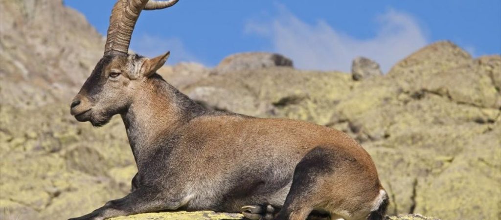 Αυτό είναι το μοναδικό ζώο που εξαφανίστηκε από τη Γη… δύο φορές