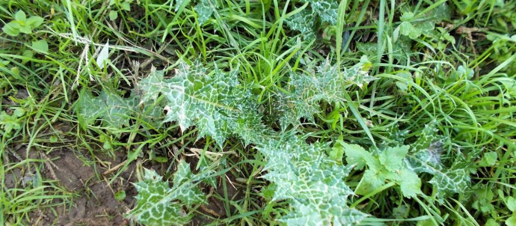 Αυτά είναι τα άγρια χόρτα που έχουν ευεργετικές ιδιότητες και βρίσκονται στην Ελλάδα (βίντεο)