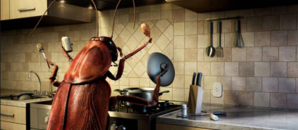 Το σημείο στην κουζίνα που «τραβά» τις κατσαρίδες
