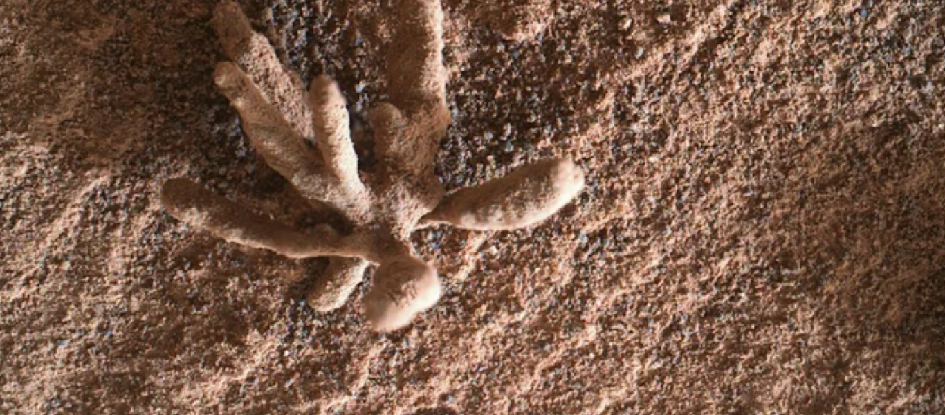 NASA: Το ρόβερ Curiosity αποκάλυψε ένα λεπτό ορυκτό «λουλούδι»
