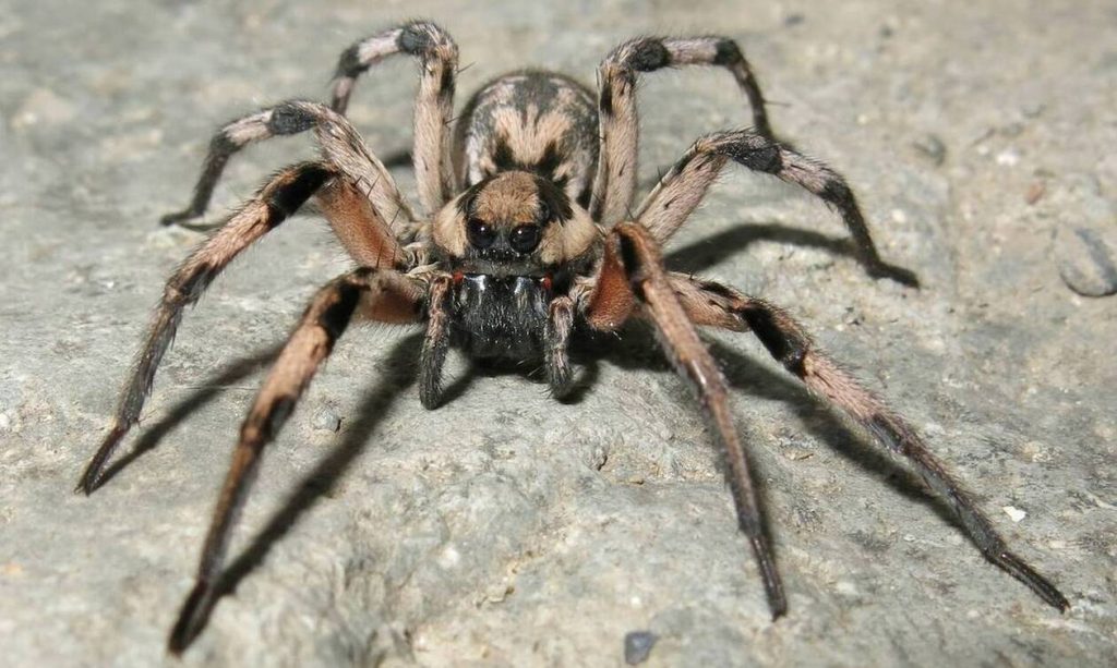 Η γιγάντια ασιατική αράχνη που τρομάζει τις Ηνωμένες Πολιτείες – Εμφανίζεται όλο και πιο συχνά