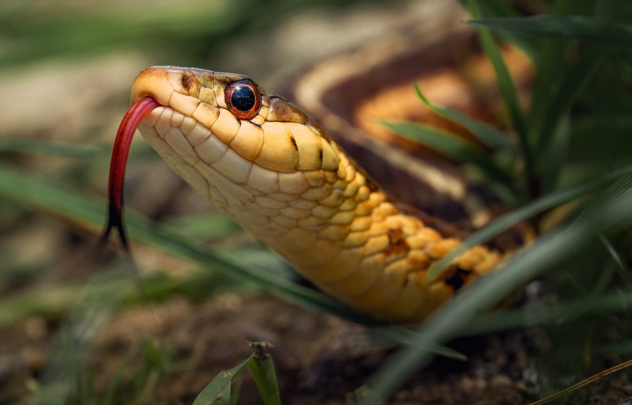 Σπουδαία ανακάλυψη από Έλληνα επιστήμονα: Ταυτοποίησε νέο είδος φιδιού και το… βάφτισε Οδυσσέα!