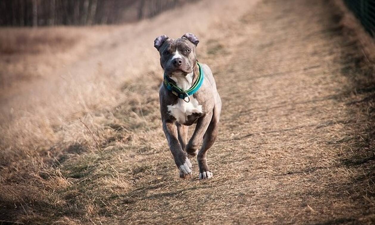 Λάρισα: Τρόμος για 50χρονο – Του επιτέθηκε αγέλη αδέσποτων σκύλων