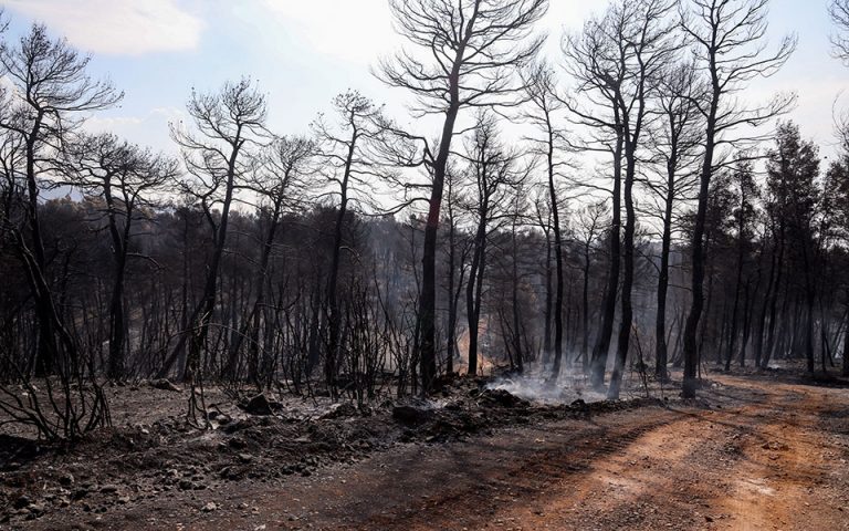 Βόρεια Εύβοια: Δημοσιεύτηκε η ΚΥΑ για το ειδικό καθεστώς ενίσχυσης των κτηνοτρόφων – Δείτε τι ισχύει