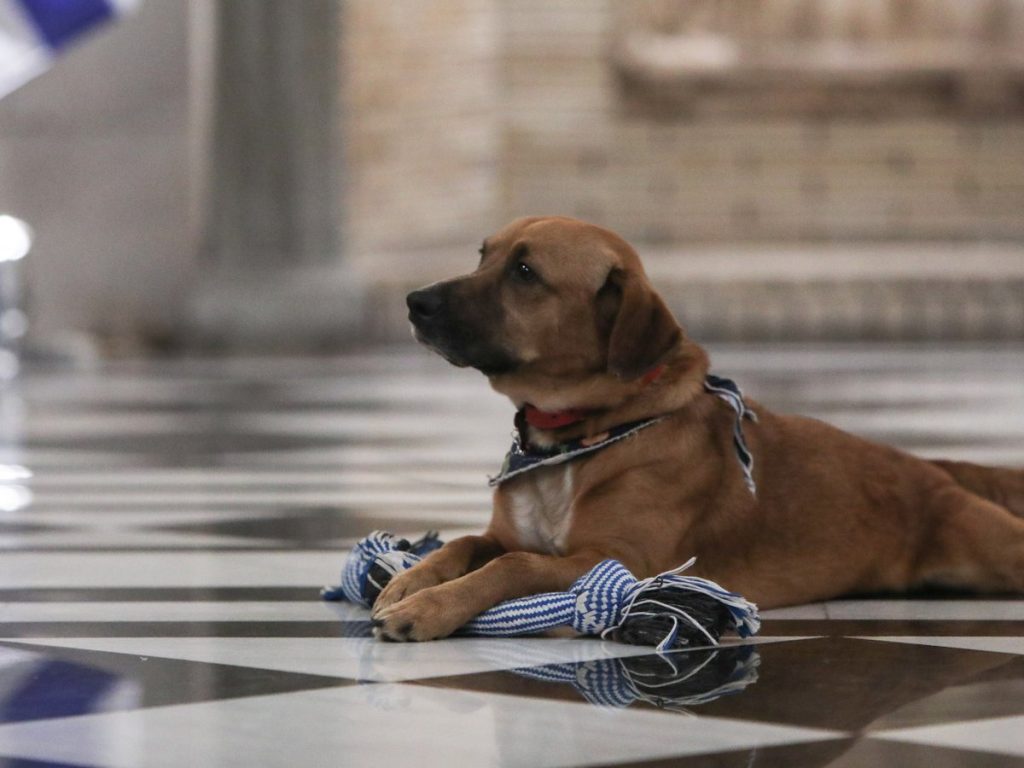 «Θερμό επεισόδιο» μέσα στο Μαξίμου: Ο σκύλος του Κ.Μητσοτάκη δάγκωσε τον Α.Σκέρτσο
