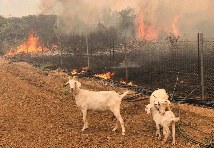 Πυρκαγιές Ευβοίας: Ενίσχυση στους κτηνοτρόφους προβλέπει η νέα ΚΥΑ