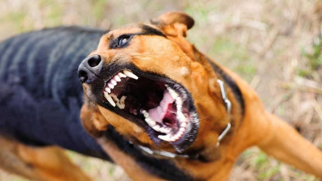Ηράκλειο: Τσακώθηκαν και έβαλε τον σκύλο να δαγκώσει τη μητέρα της – Αναζητείται η 32χρονη κόρη