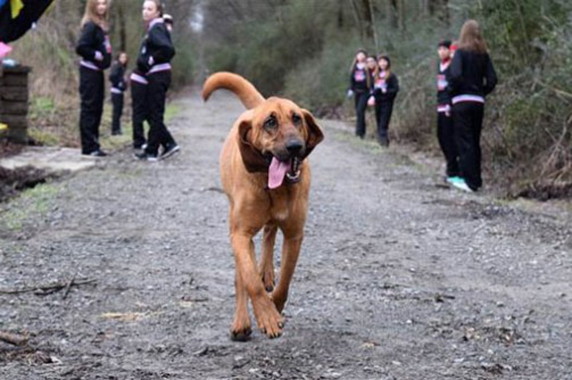 Αυτός είναι ο σκύλος που επισκίασε τους πάντες – Ξεκίνησε από την Καλαμπάκα και βρέθηκε στα Τρίκαλα (βίντεο)