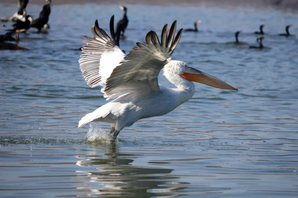 Ιωάννινα: Συναγερμός για το πρώτο κρούσμα του ιού της γρίπης των πτηνών στην λίμνη Παμβώτιδα