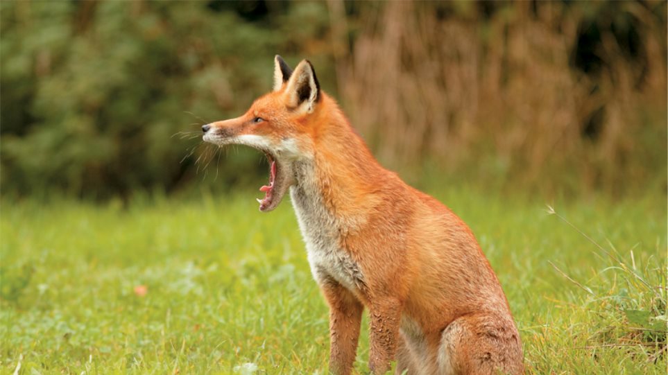Eμβολιασμός για λύσσα: Πότε και πού ξεκινάει ο εμβολιασμός για τις αλεπούδες