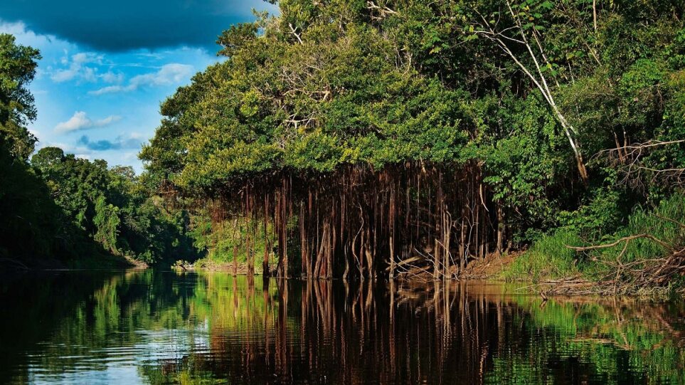 Βραζιλία: Δυο αγόρια βρέθηκαν έπειτα από 25 μέρες – Ήταν χαμένα στη ζούγκλα του Αμαζονίου