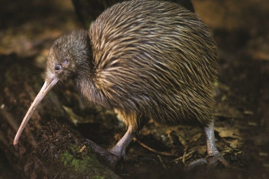 Το πουλί χωρίς φτερά που πλέον δεν απειλείται με εξαφάνιση – Είναι το εθνικό πουλί της Νέας Ζηλανδίας