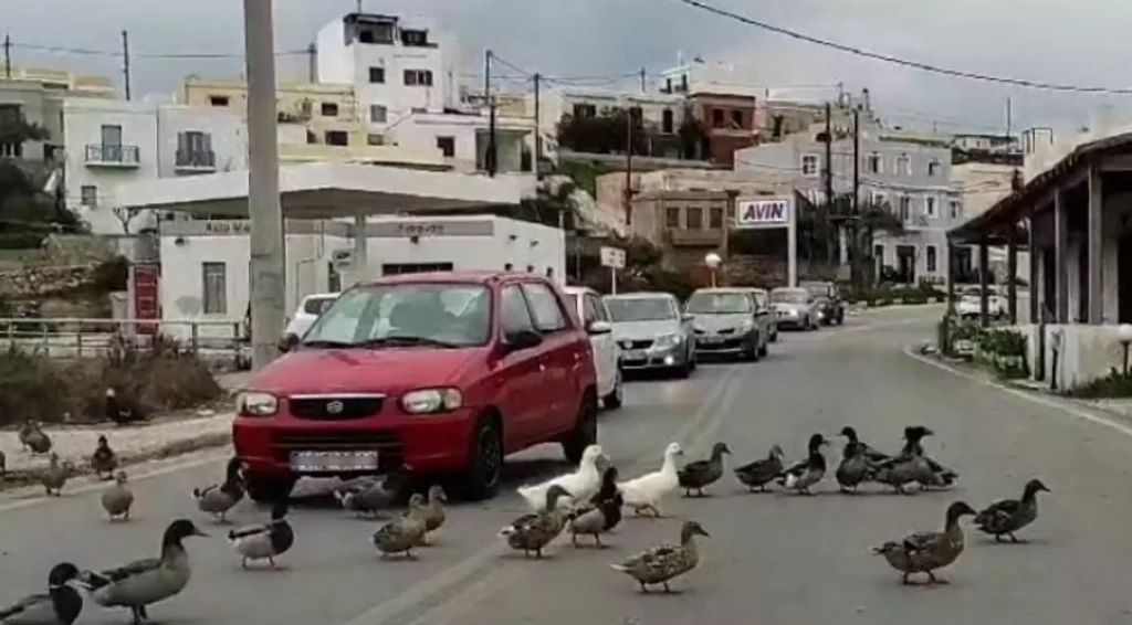 Κυκλοφοριακή συμφόρηση στη Σύρο: Προτεραιότητα στις… πάπιες! (βίντεο)