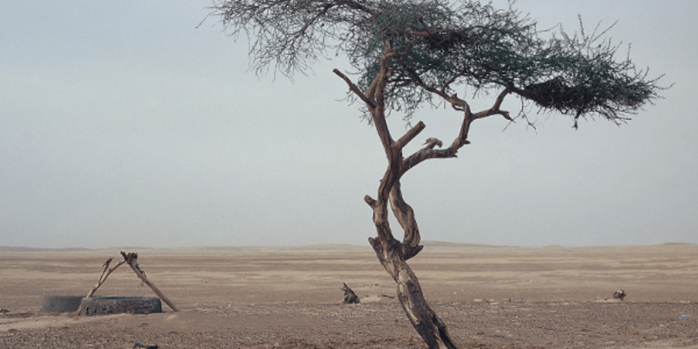 Αυτό το ήξερες; – Τι απέγινε το δέντρο που στεκόταν μόνο του στην έρημο Σαχάρα για αιώνες;