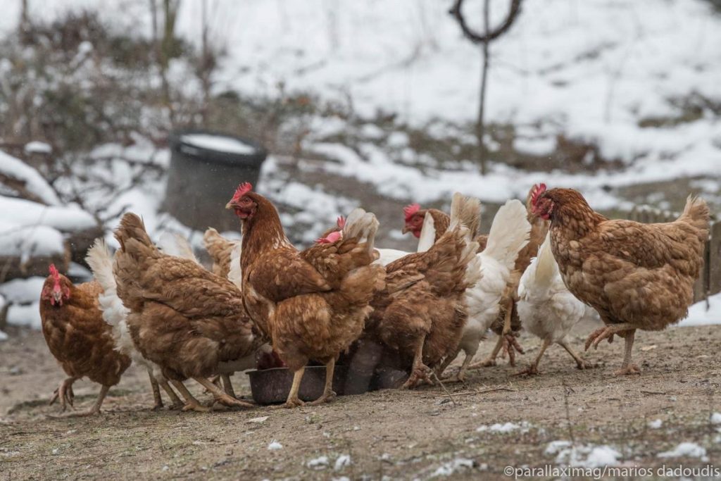Ρουμανία: Εντοπίστηκε εστία γρίπης των πτηνών κοντά στα σύνορα με τη Βουλγαρία