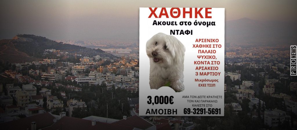 Βοηθήστε να βρεθεί ο Ντάφι – Χάθηκε στο Π.Ψυχικό – Αμοιβή 3.000€ (upd)