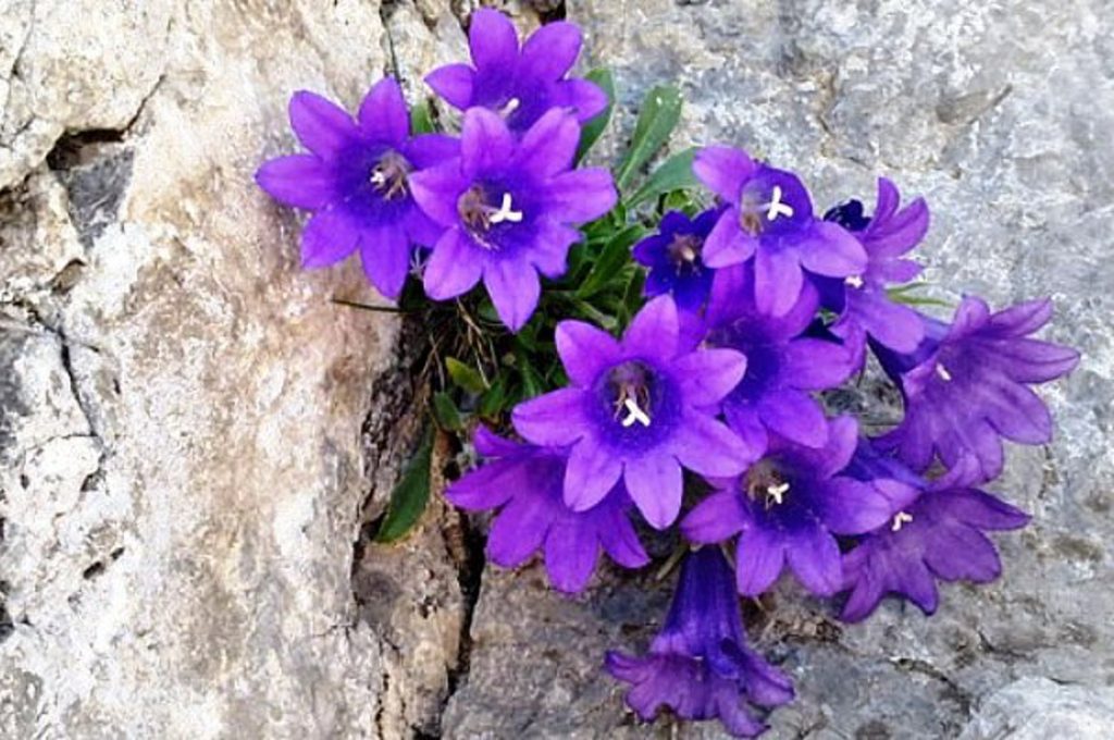 Το λουλούδι του Ολύμπου που δεν υπάρχει πουθενά αλλού παρά μόνο εκεί!