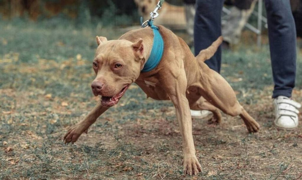 Βόλος – Σκυλιά επιτέθηκαν σε 71χρονη: «Θα με έτρωγαν ζωντανή – Είπα από μέσα μου, πάει τελείωσε»