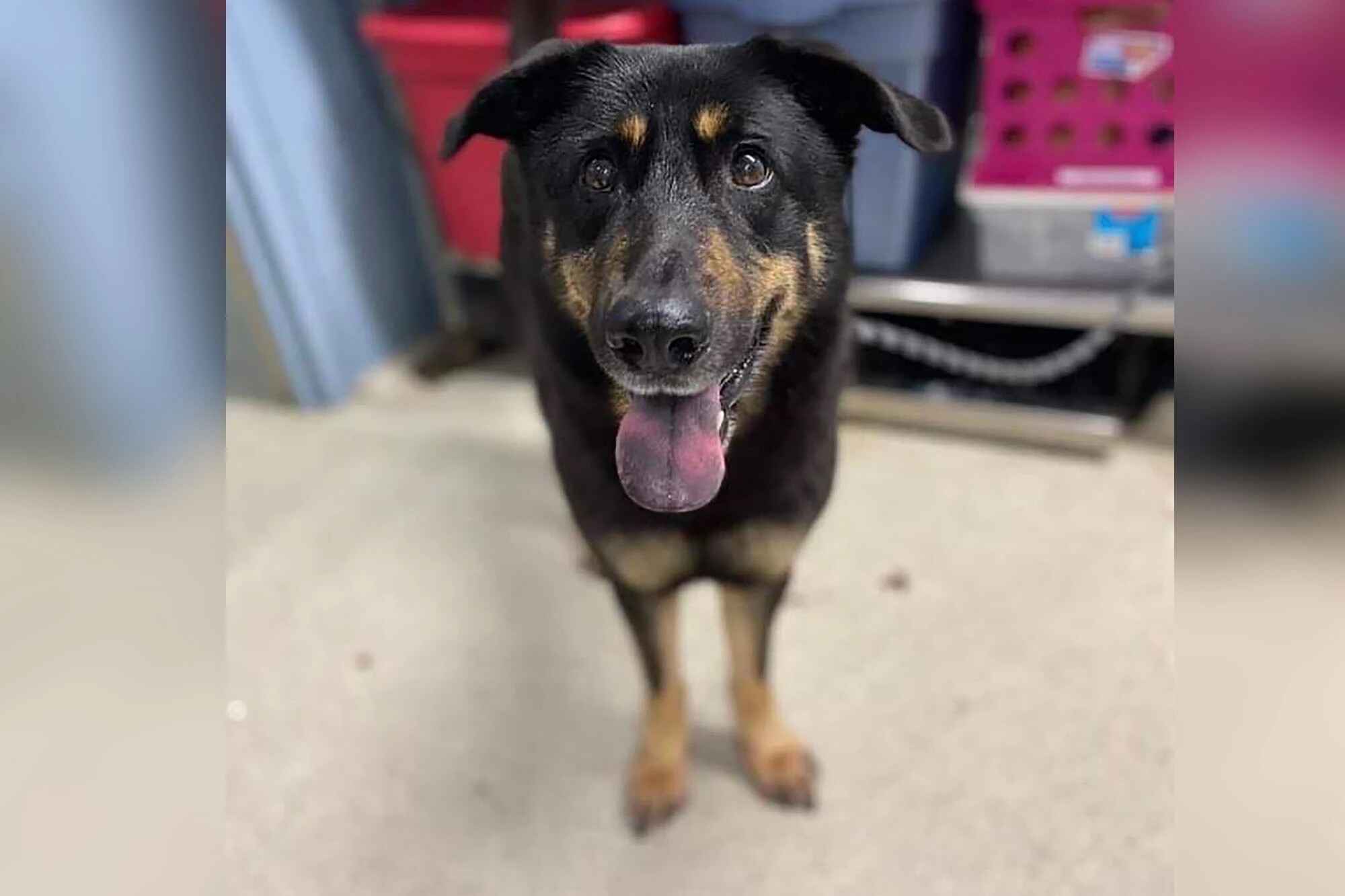 Εγκατέλειψαν τον σκύλο τους επειδή φοβήθηκαν ότι είναι… γκέι! (φώτο)