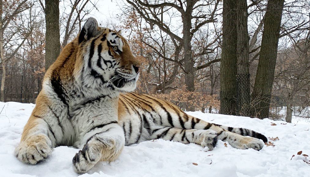 Ουκρανικά ΜΜΕ: Πανηγυρίζουν γιατί πέθανε μια τίγρης με το όνομα «Πούτιν»