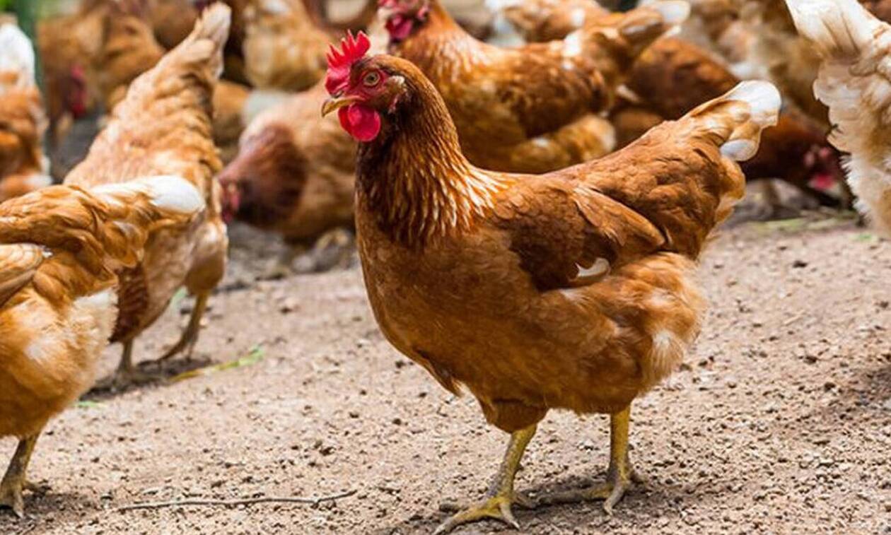 Ρόδος: Κλεφτοκοτάδες άρπαξαν 80 κότες, χήνες και γαλοπούλες από κοτέτσι