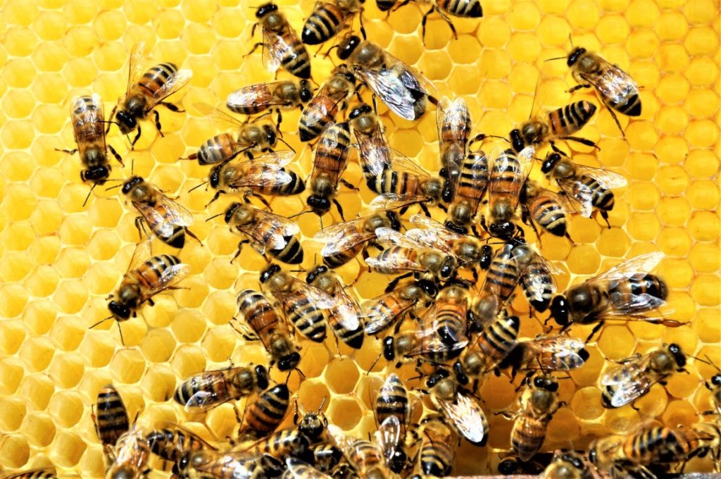 Νεκρός 48χρονος άνδρας στη Λήμνο – Δέχθηκε τσιμπήματα από σμήνος μελισσών