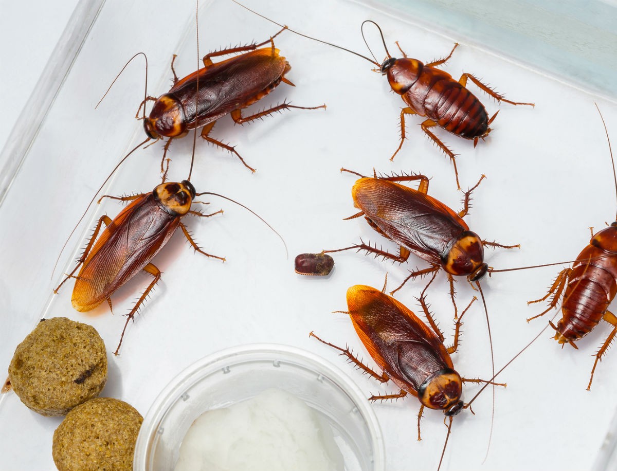 Οι 7 απλοί και φυσικοί τρόποι για να απαλλαγείτε από τις κατσαρίδες