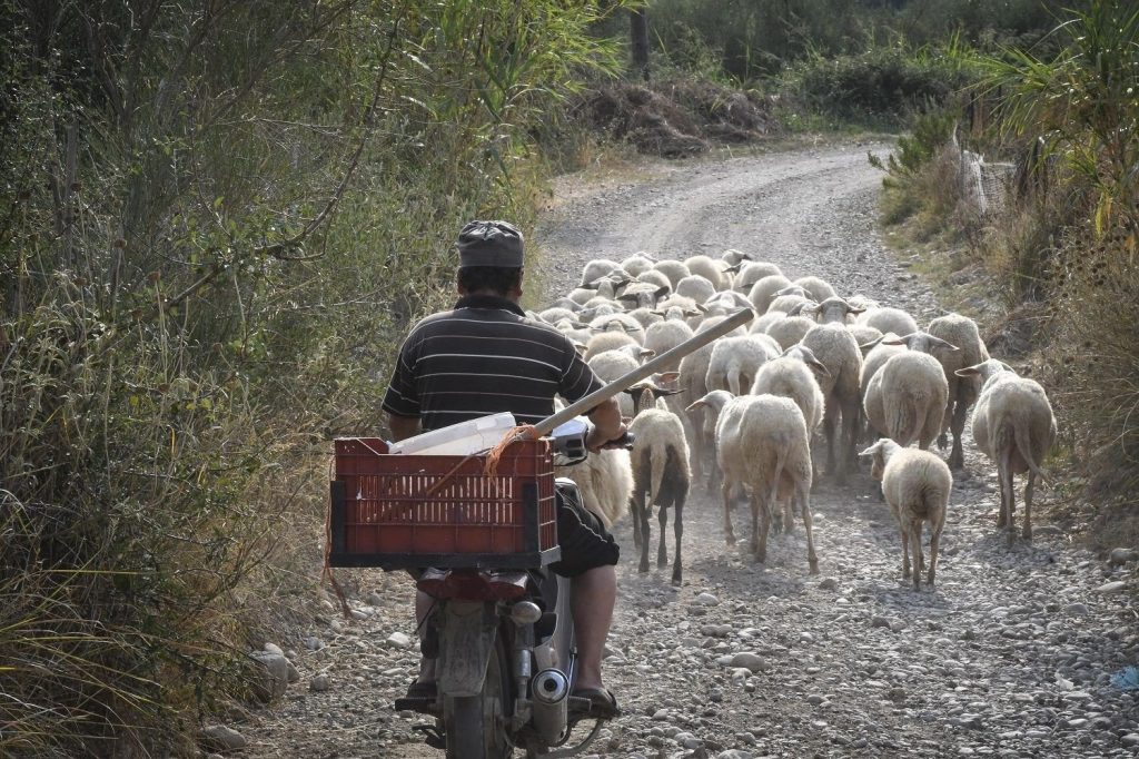 Κρήτη: Βοσκός πυροβόλησε και σκότωσε σκύλο κοντά σε βάση του Πολεμικού Ναυτικού (φώτο)