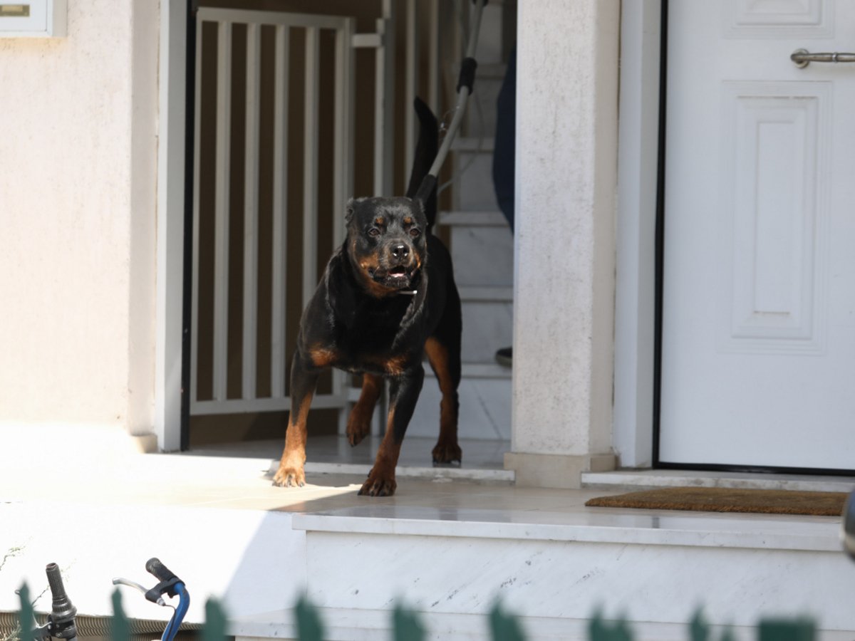 Στιγμές τρόμου στην Θεσσαλονίκη: Ροτβάιλερ επιτέθηκαν σε γυναίκες – «Πιστεύαμε ότι δεν θα βγούμε ζωντανές»