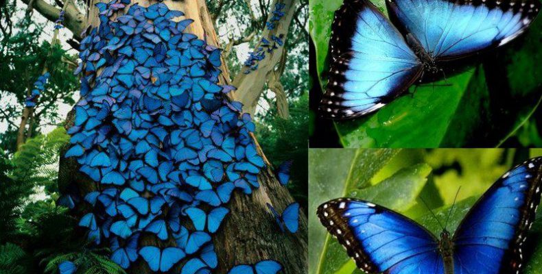 «Μαγικό» θέαμα: Μπλε πεταλούδες στον κορμό δέντρου (φωτο)