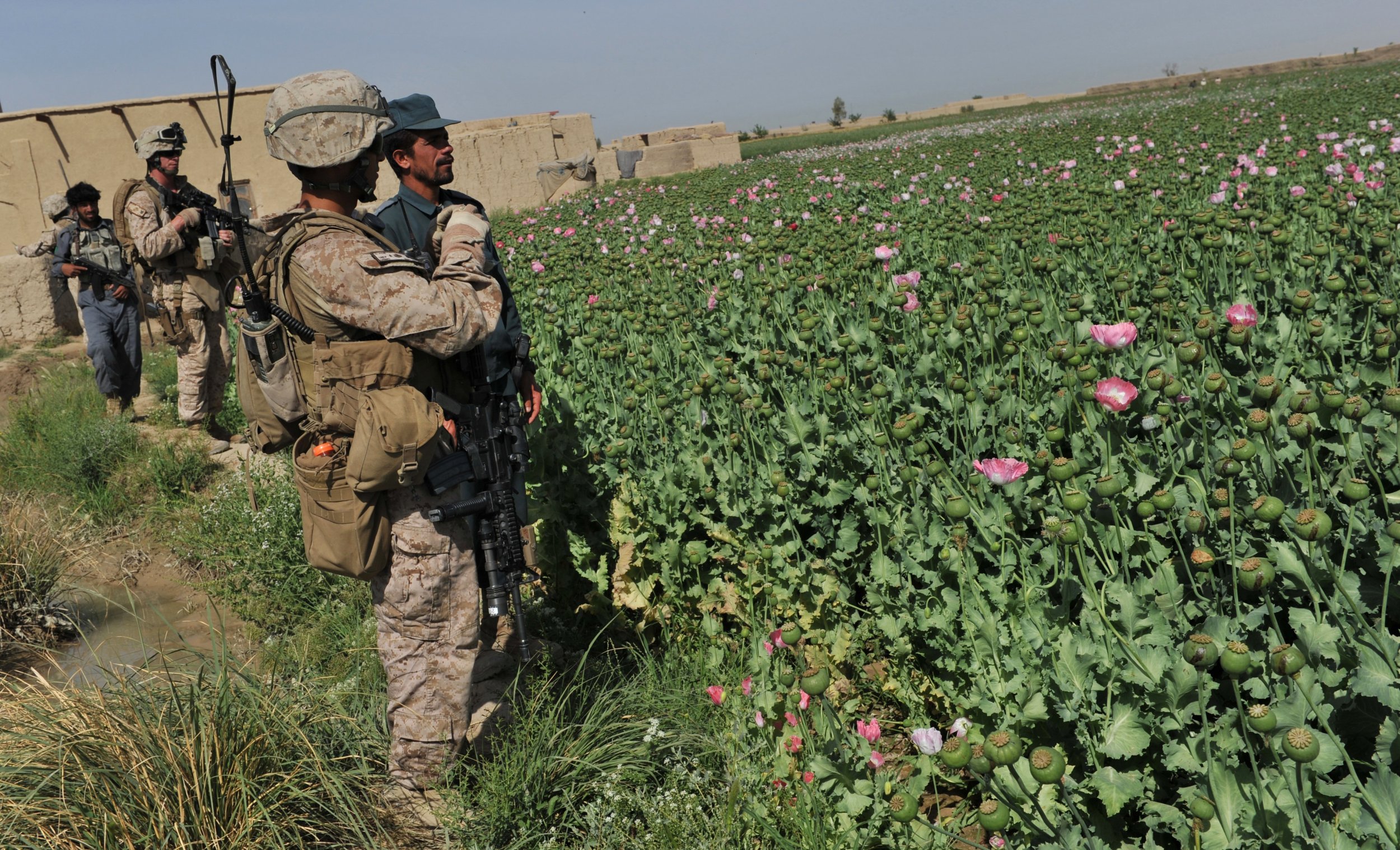 Οι Ταλιμπάν απαγόρευσαν πάλι την παραγωγή παπαρούνας – Την πρώτη φορά εισέβαλαν οι ΗΠΑ