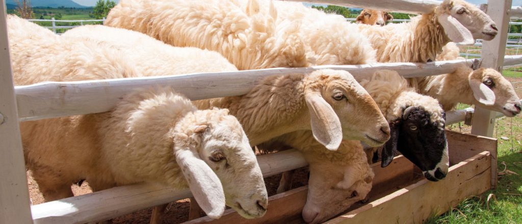 Κατατέθηκε στη Βουλή η τροπολογία για την έκτακτη επιδότηση κτηνοτρόφων