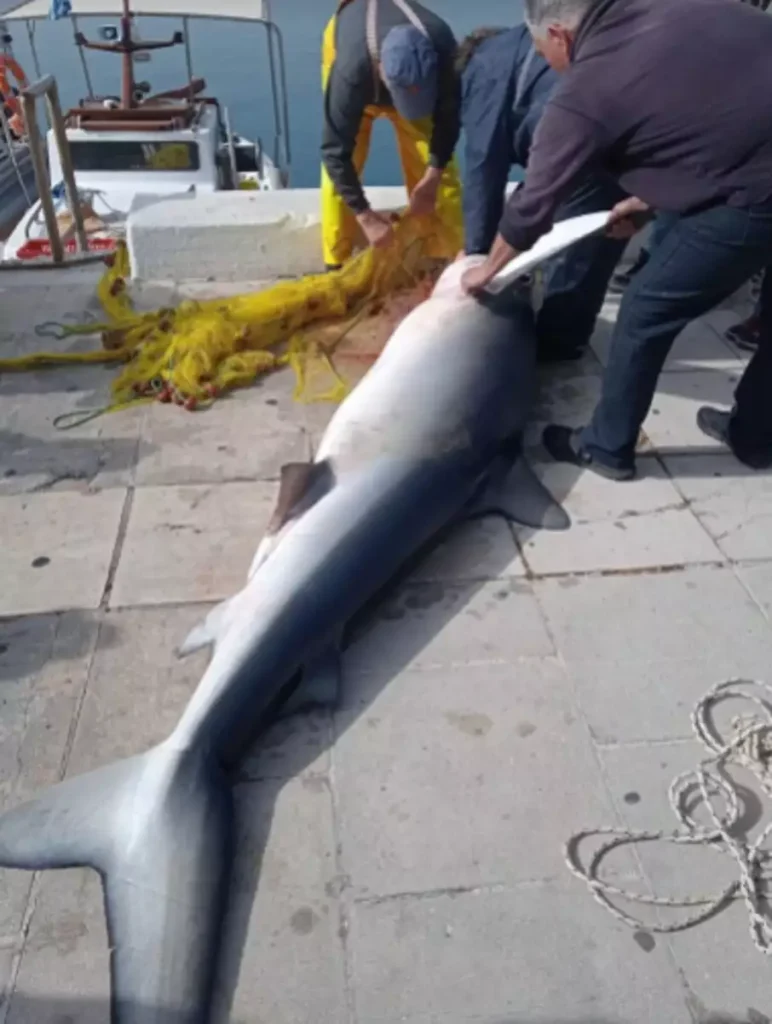 Ανθρωποφάγος καρχαρίας 4 μέτρων πιάστηκε στον Κορινθιακό!