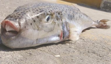Τεράστιοι λαγοκέφαλοι στην Κρήτη – Τα τοξικά ψάρια εντοπίζονται πλέον σε βάθος 1,5 μέτρου στη θάλασσα