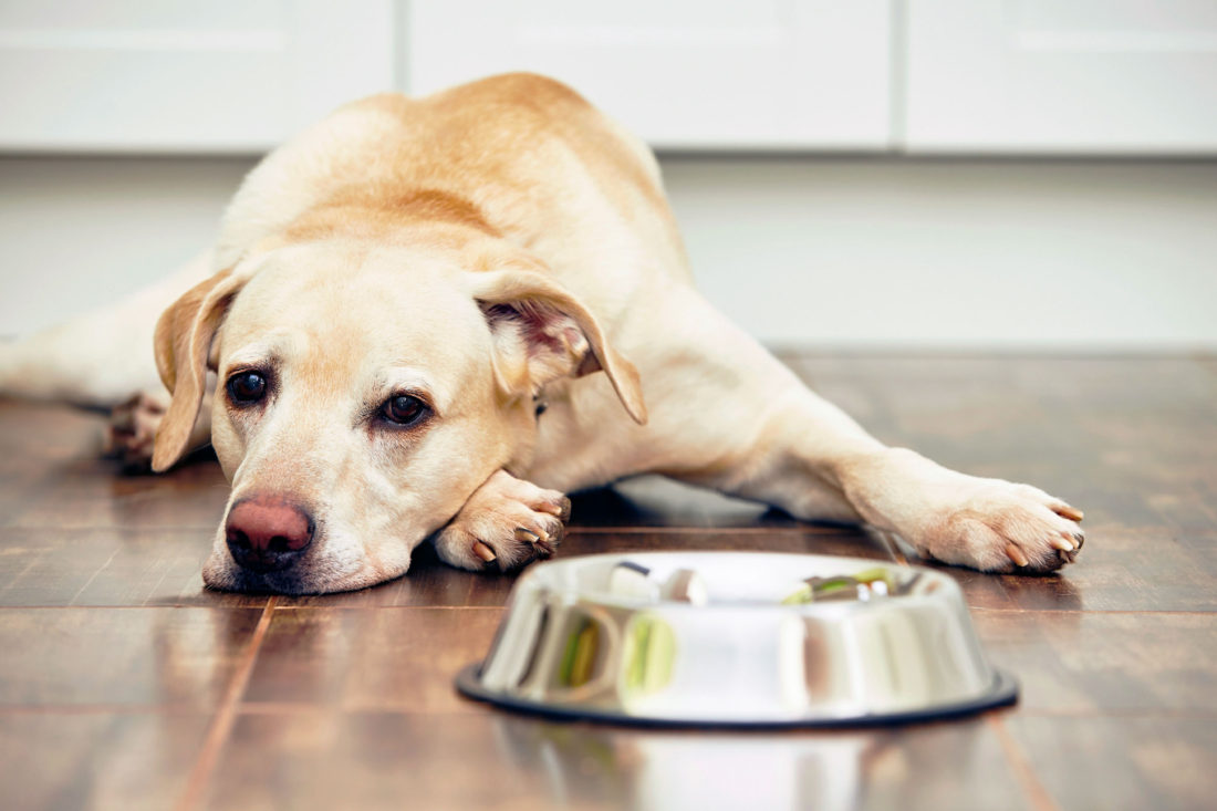 Οι τρεις ερωτήσεις για να δείτε πόσο καθαρό είναι το μπολ του σκύλου σας  – Τι συνέπειες μπορεί να υπάρξουν