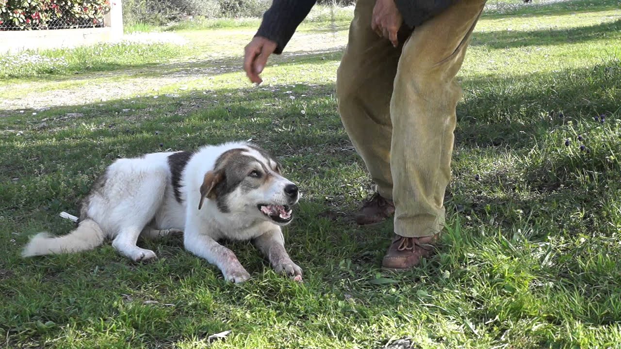 Αμαλιάδα: 9χρονο αγοράκι δέχθηκε επίθεση από σκύλο – Μεταφέρθηκε εσπευσμένα στο νοσοκομείο