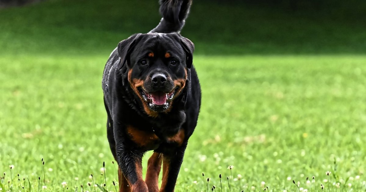 Αμαλιάδα: Σε πολύωρη χειρουργική επέμβαση το 9χρονο αγοράκι που δέχθηκε επίθεση από σκύλο