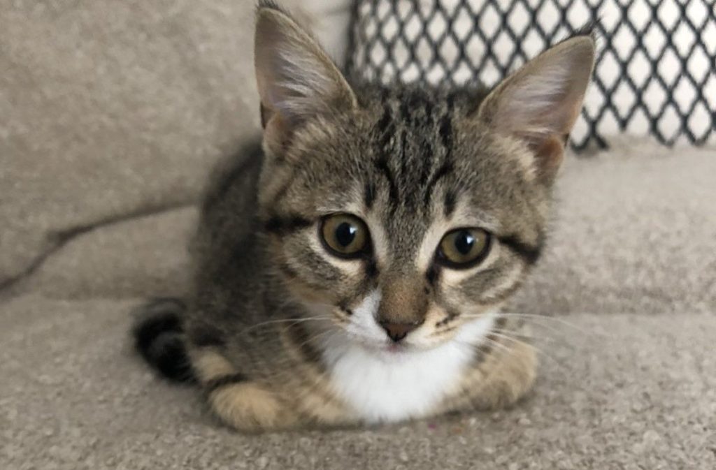 Λασίθι: Χειροπέδες & «τσουχτερό» πρόστιμο σε ηλικιωμένο που πυροβόλησε με αεροβόλο μία γάτα