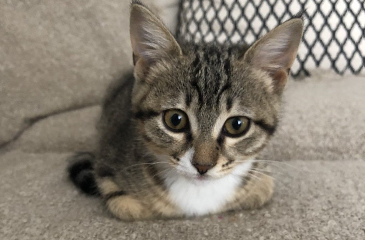 Λασίθι: Χειροπέδες & «τσουχτερό» πρόστιμο σε ηλικιωμένο που πυροβόλησε με αεροβόλο μία γάτα