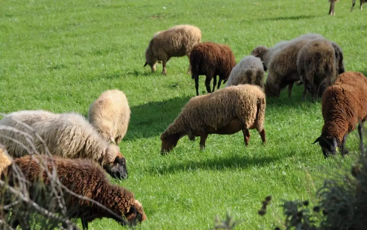 Δομοκός: Κάηκαν ζωντανά 300 αιγοπρόβατα από φωτιά σε ποιμνιοστάσιο