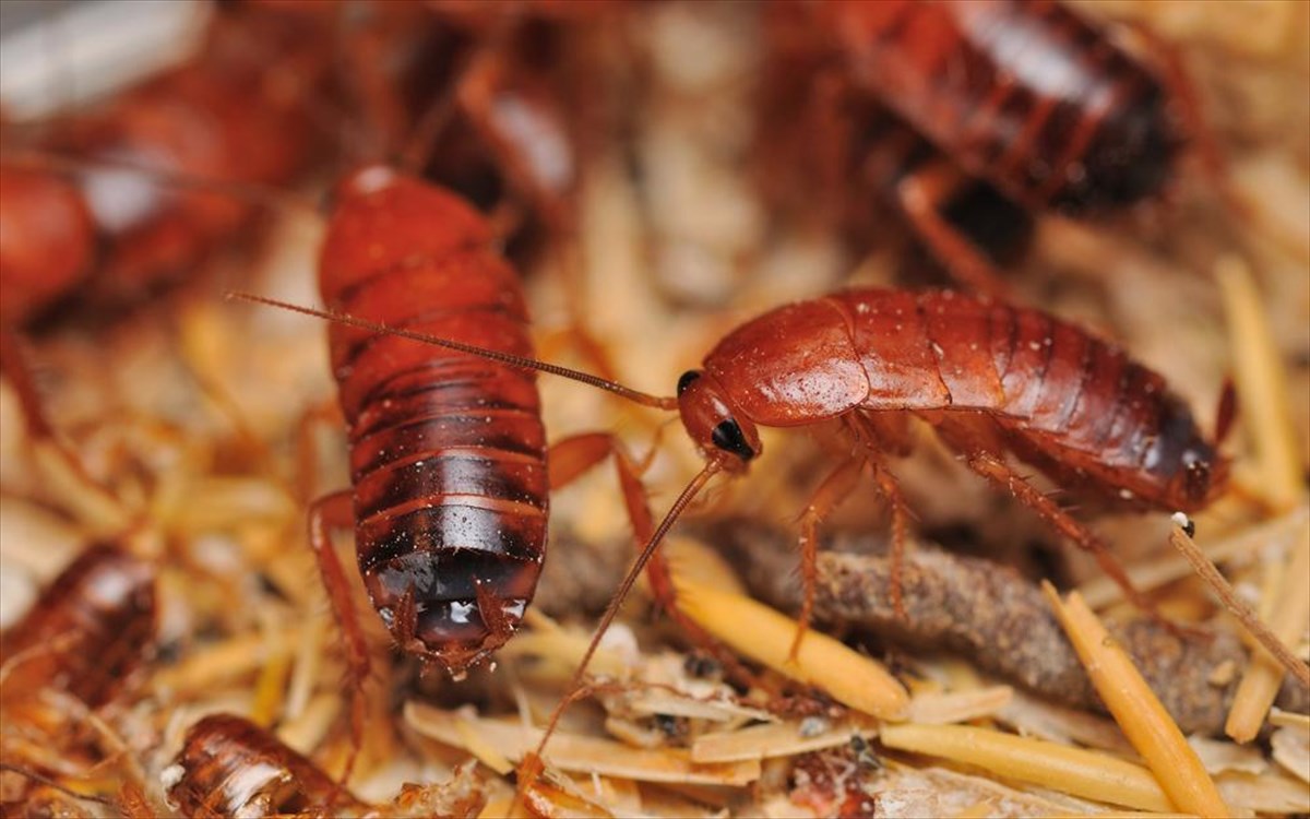 Άγιος Παντελεήμονας: Έλεγε στα παιδιά της ότι οι κατσαρίδες ήταν πεταλούδες – Ξεσπά η πρόεδρος του δικαστηρίου