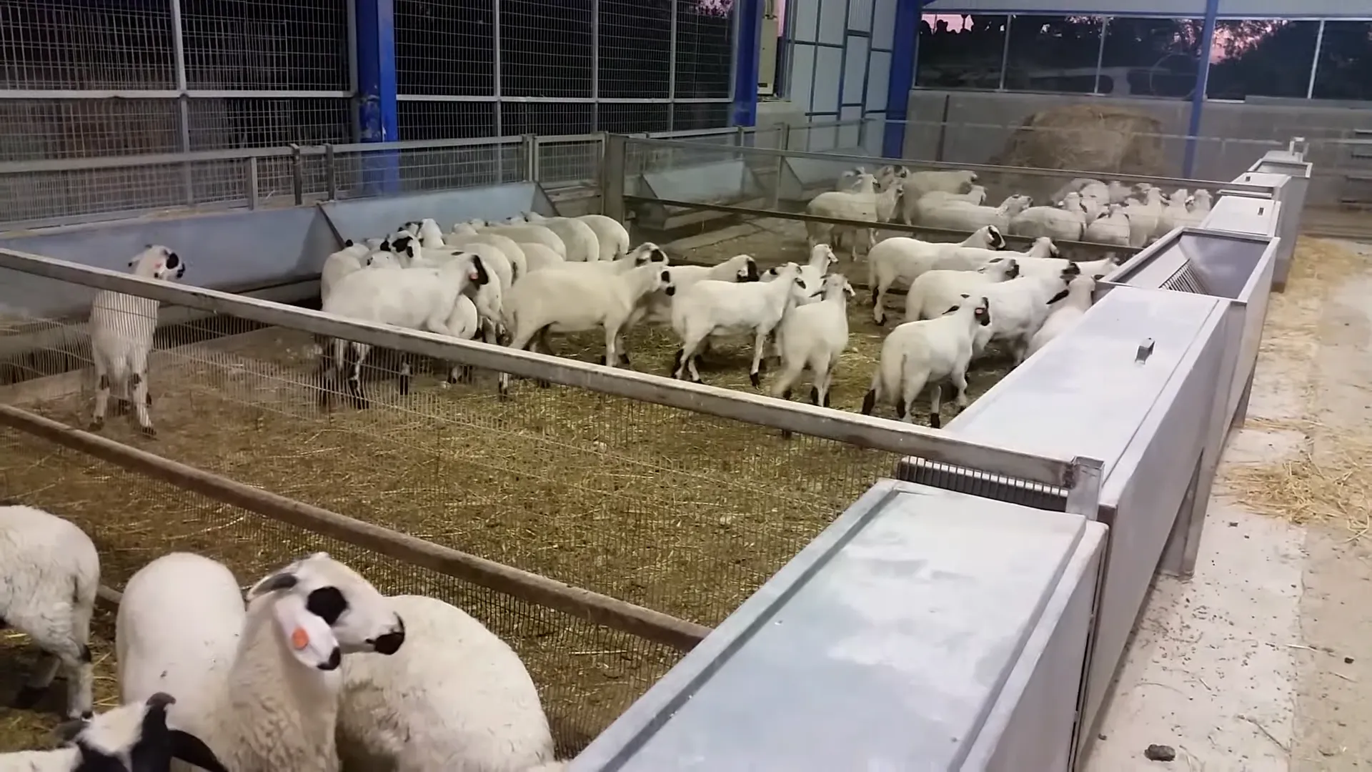 Αμαλιάδα: Ζωοκλέφτες έκλεψαν αρνιά και λαμαρίνες για να την «βγάλουν τζάμπα» το Πάσχα