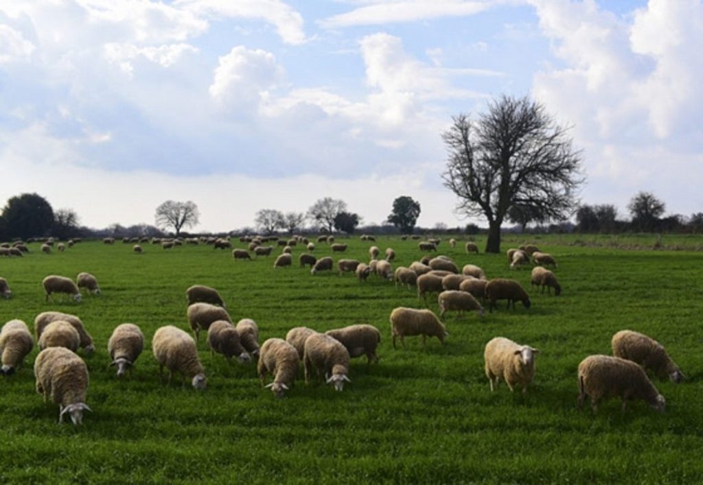 Ζωοτροφές: Δημοσιεύθηκε στο ΦΕΚ η ΚΥΑ για την ενίσχυση των κτηνοτρόφων