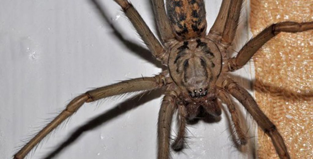 Αυτός είναι ο λόγος που δεν πρέπει να σκοτώνετε τις αράχνες στο σπίτι σας