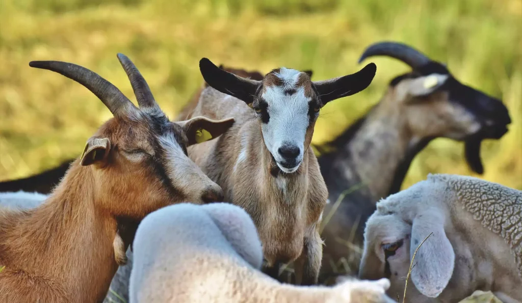 Βόλος: Η viral αγγελία κτηνοτρόφου που προσφέρει τα κατσίκια του για… ψυχοθεραπεία