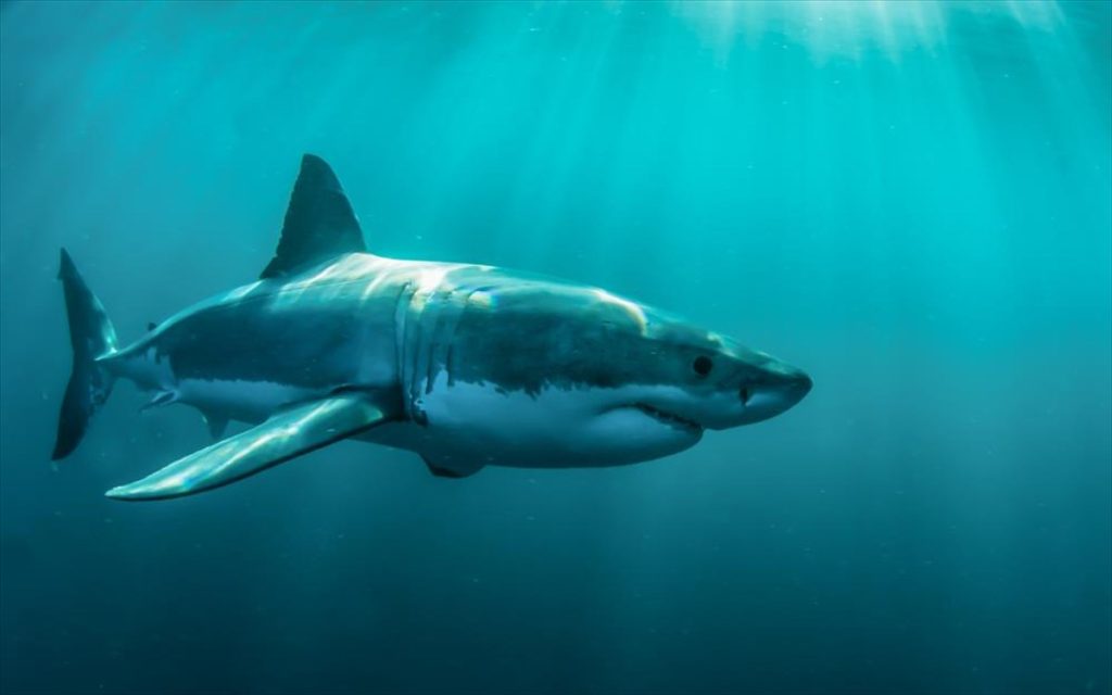 Βρετανία: Καρχαρίας «βολτάρει» στον Τάμεση (φώτο)