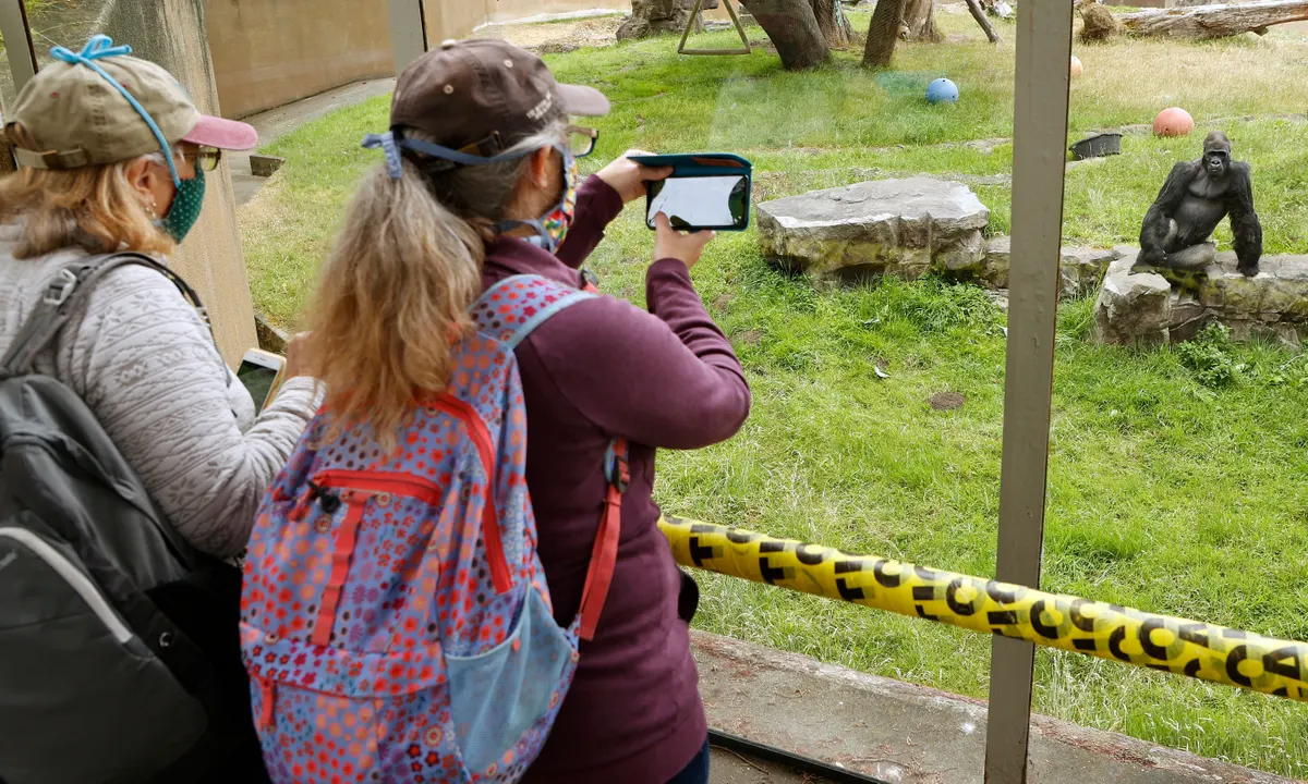 Σικάγο: Γορίλας εθίστηκε στην… τεχνολογία! – Απαγορεύεται πλέον να βρίσκεται κοντά σε κινητά